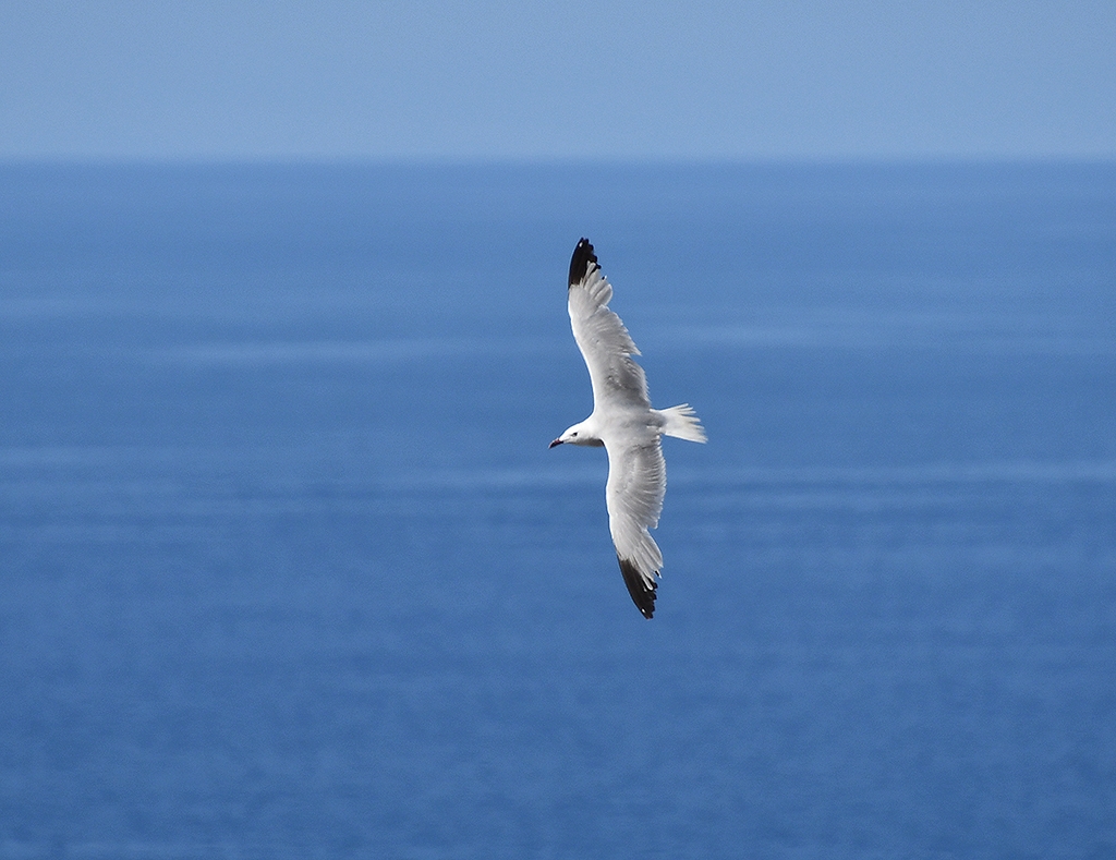 "Gaviota" de Federico Grieco