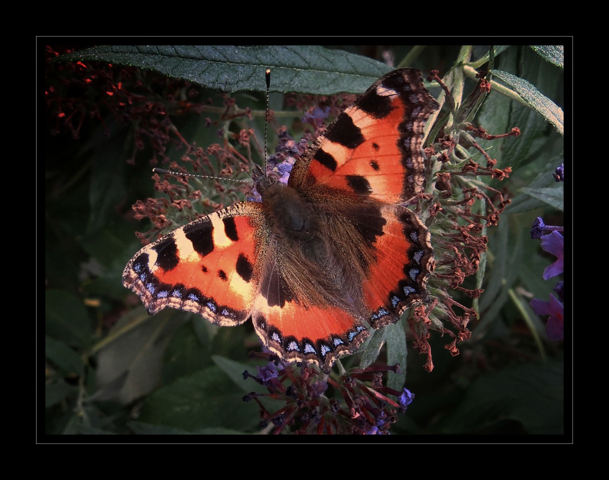 "Posa la mariposa posada" de Alejandro del Valle