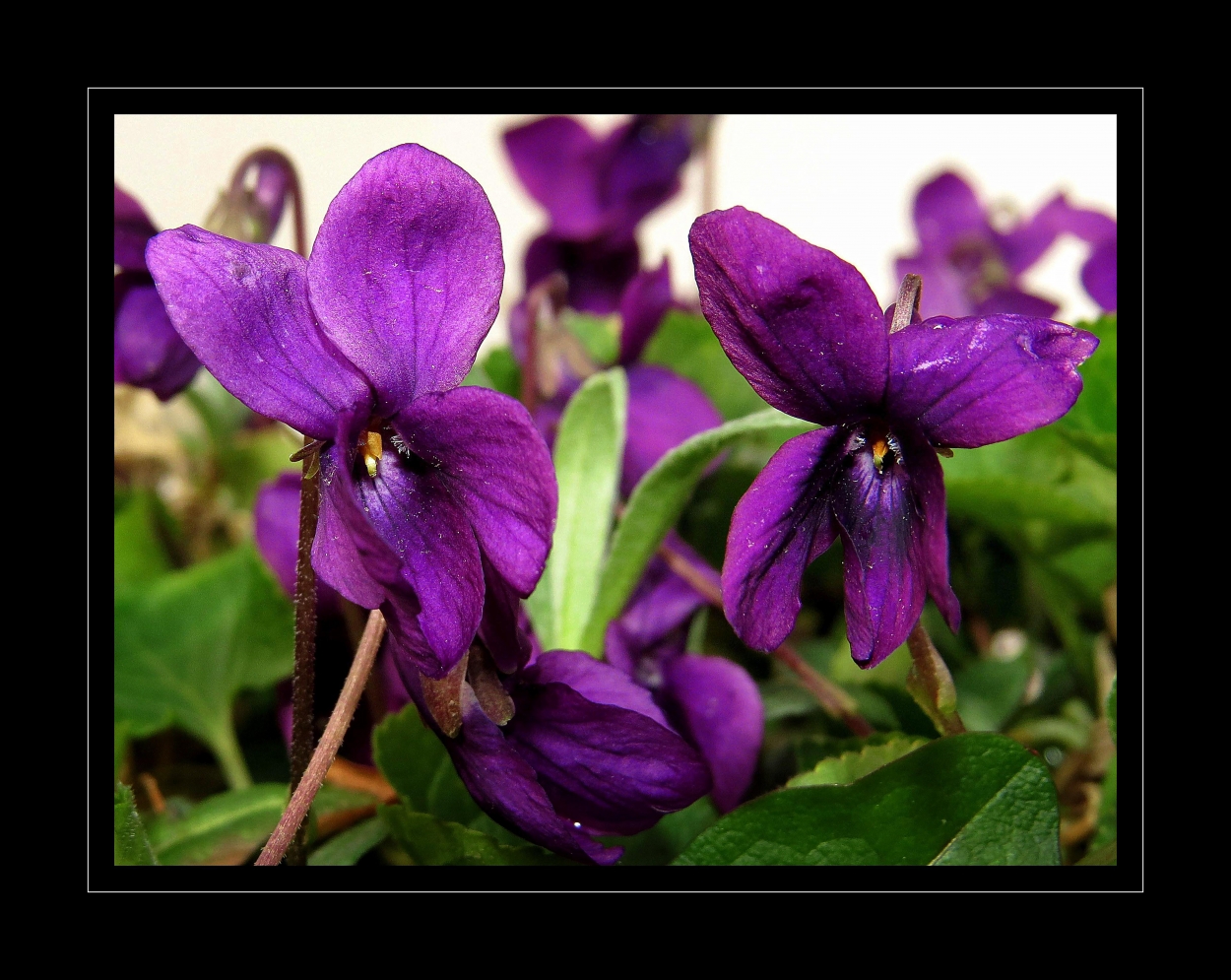 "Sencillas, delicadas y siempre hermosas violetas" de Alejandro del Valle