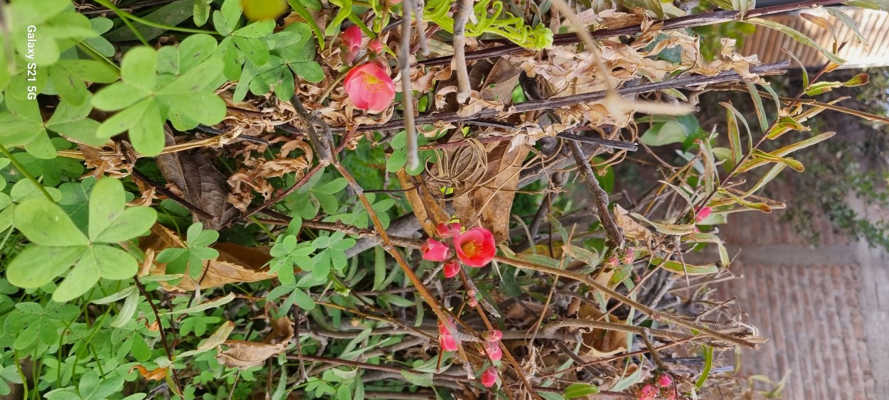 "Anticipo de primavera." de Maria Olivarez