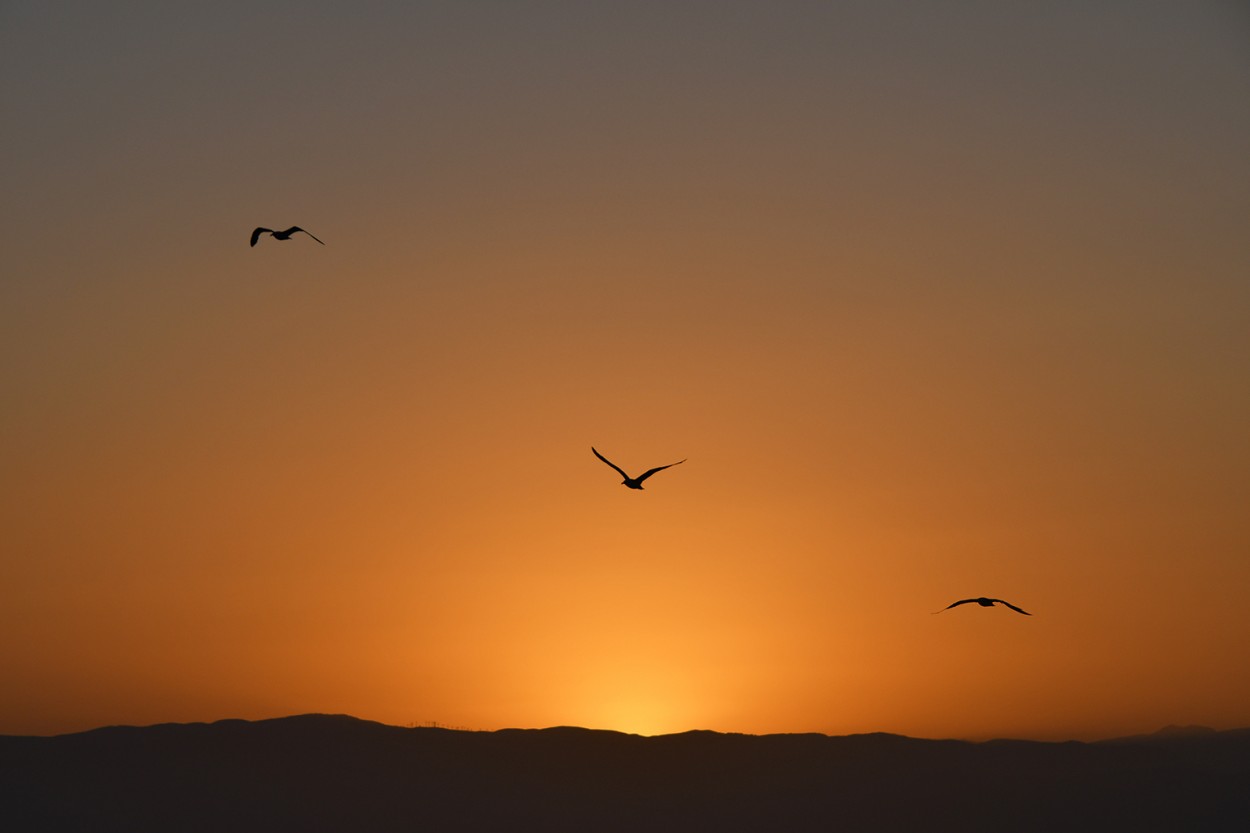 "Gaviotas al atardecer" de Federico Grieco