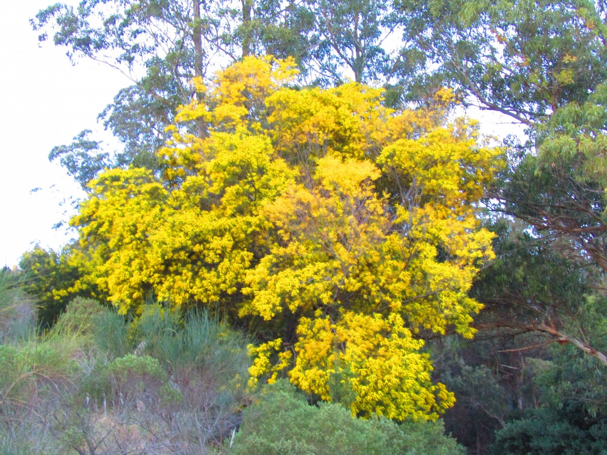 "Tiempo de aromos" de Miguel Angel Palermo