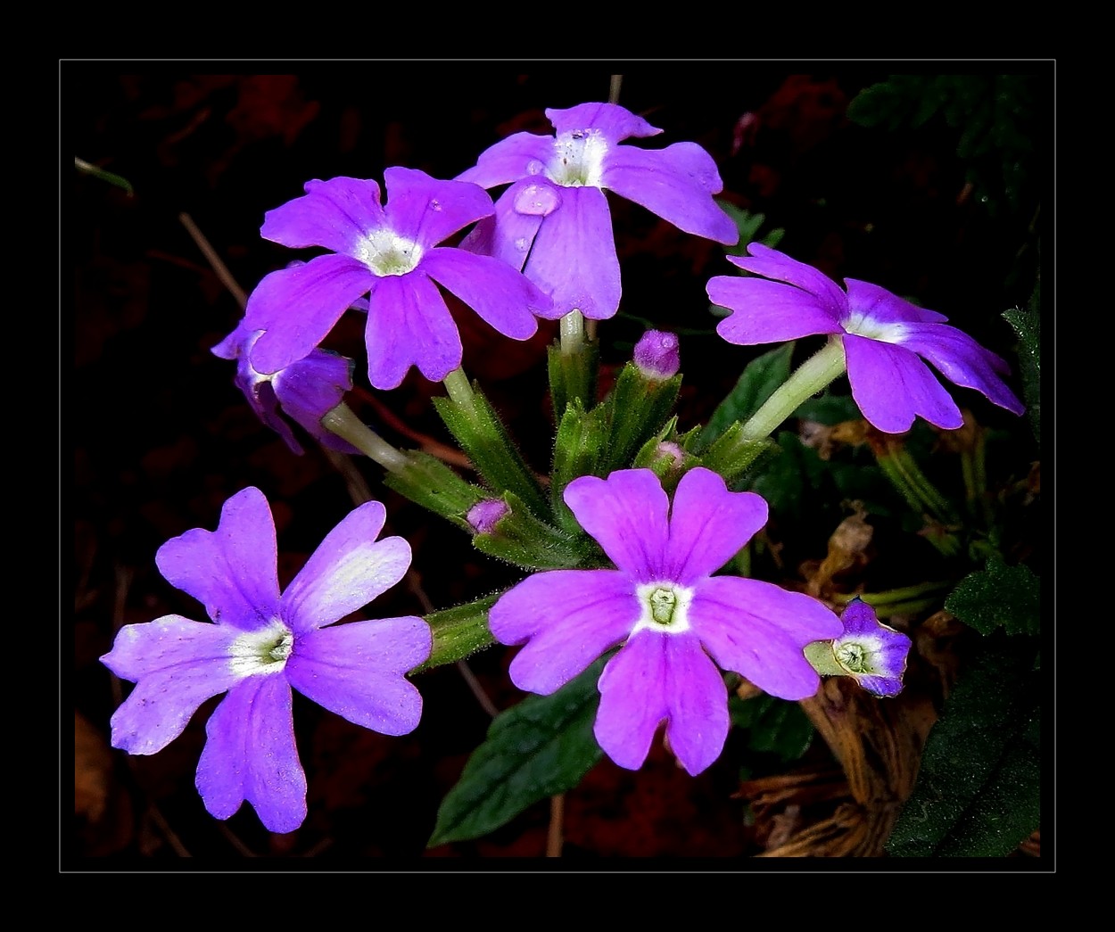 "Verbena, flor y fiesta" de Alejandro del Valle