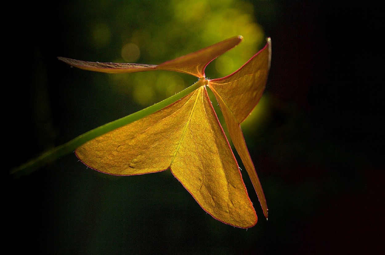 "Hoja mariposa" de Silvia Olliari