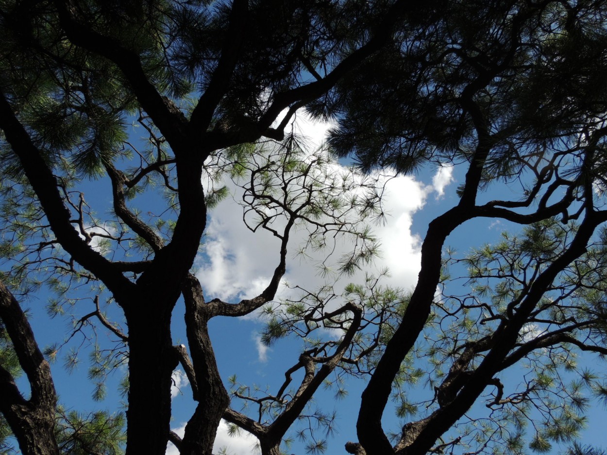 "nube" de Amparo Josefina Maggi