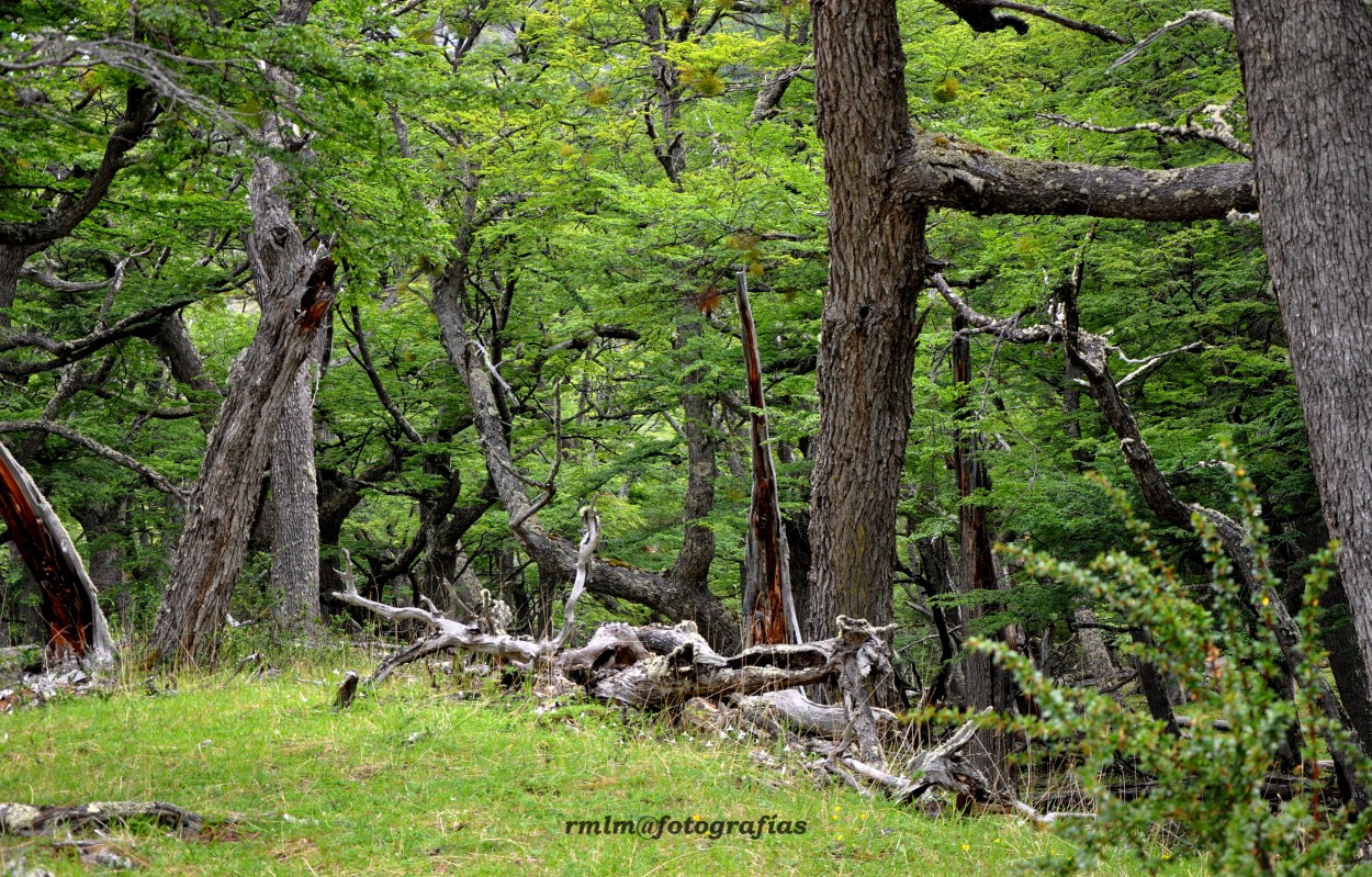 "Bosque Andino-Patagnico" de Ricardo Mximo Lopez Moral