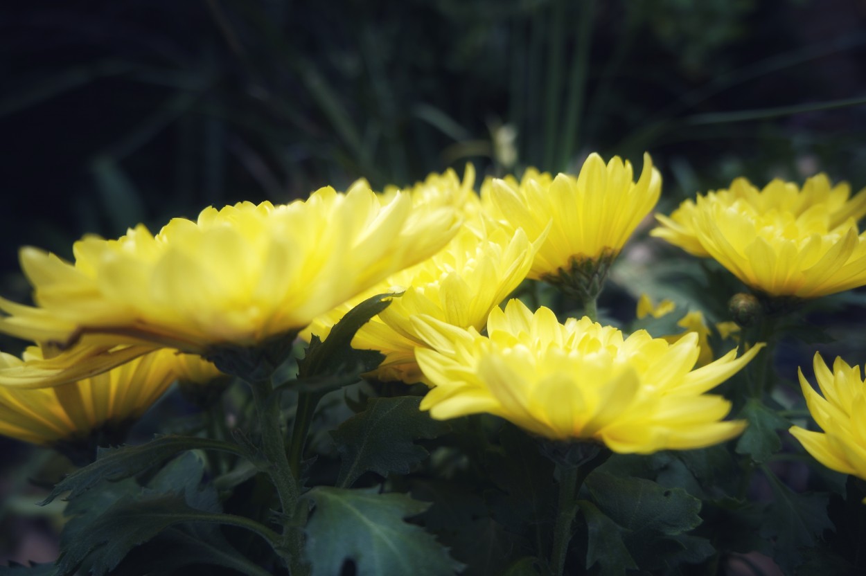 "Amarillo desde otro ngulo" de Ana Piris