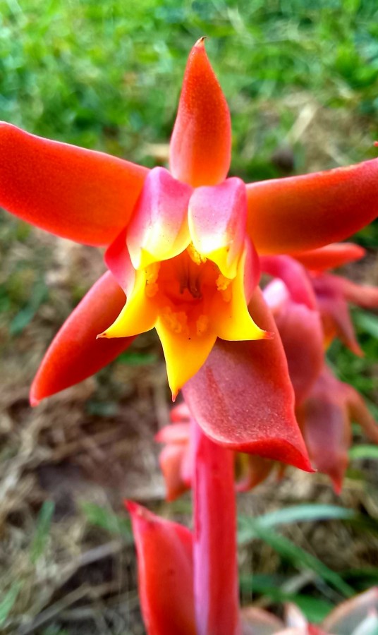 "Flor del Alabastro" de Patricia Sallete