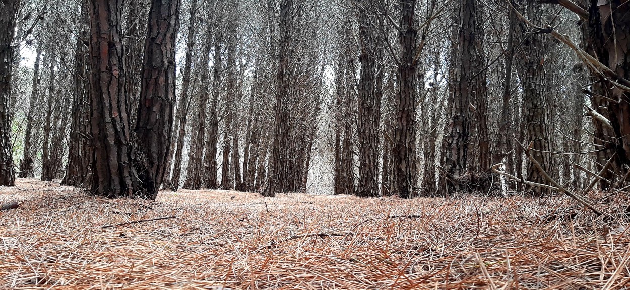 "Invierno en el bosque" de Juan Carlos Viegas