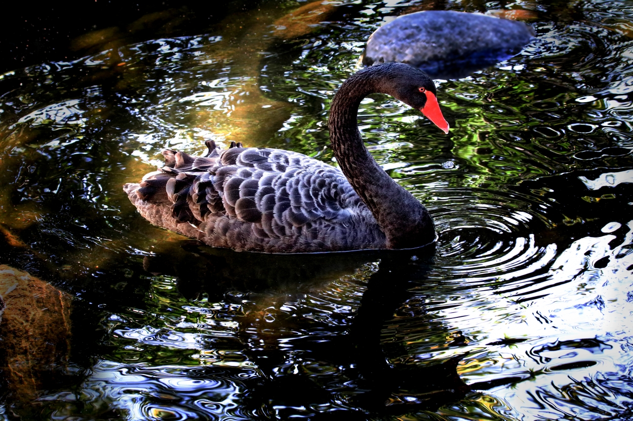 "Cisne negro" de Juan Carlos Barilari