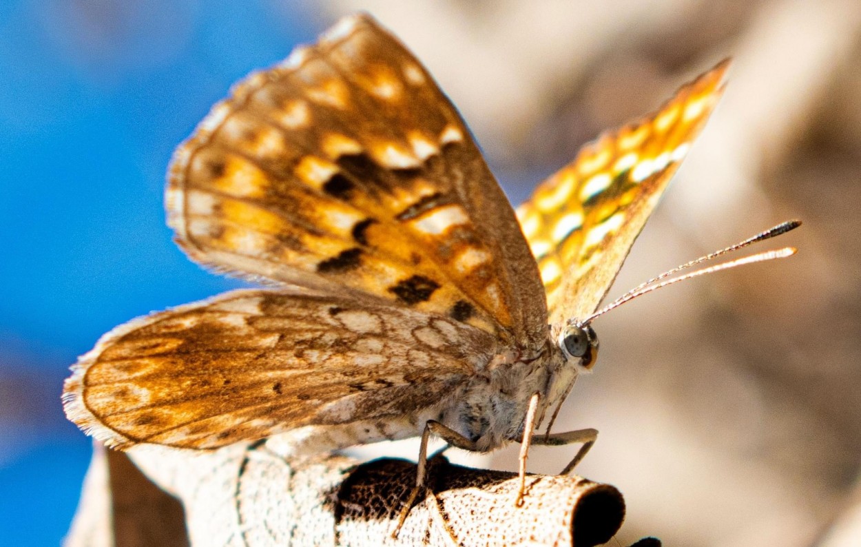 "Mariposa" de Mariana Ordoez