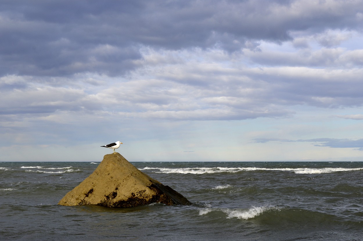 "gaviota" de Marcos Pedro Escudero