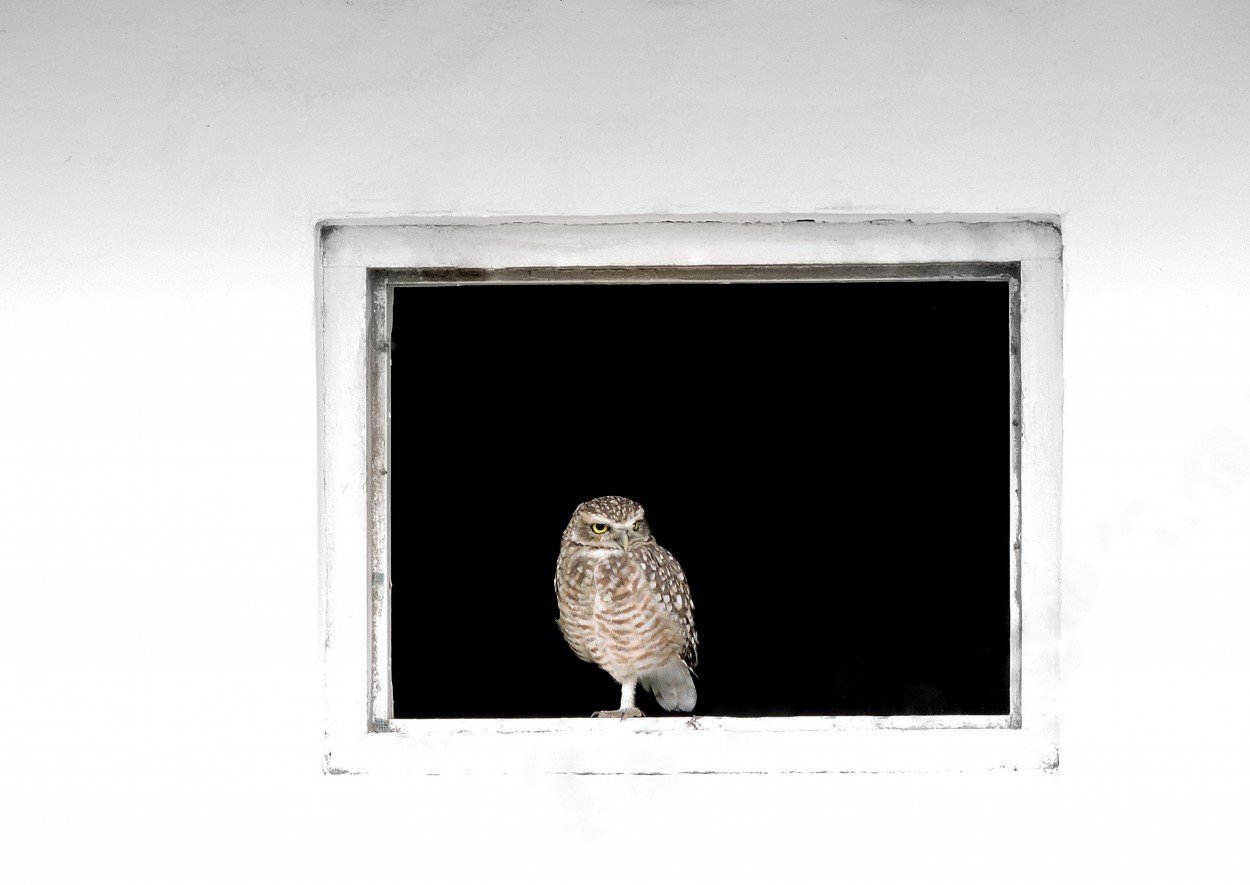 "Desde la ventana" de Silvia Olliari