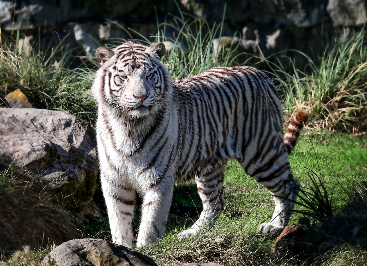 "Tigre de Bengala Albino" de Juan Carlos Barilari