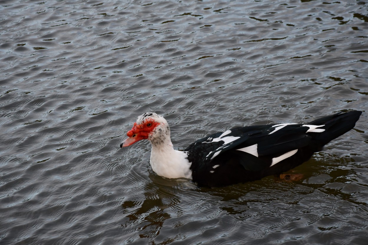 "Pato criollo" de Jose Charles Mengeon