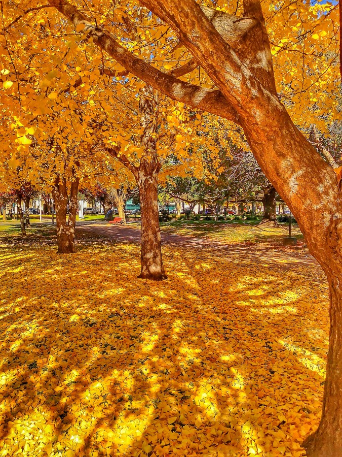 "Amarillo por ac amarillo por all" de Gustavo Luben Ivanoff