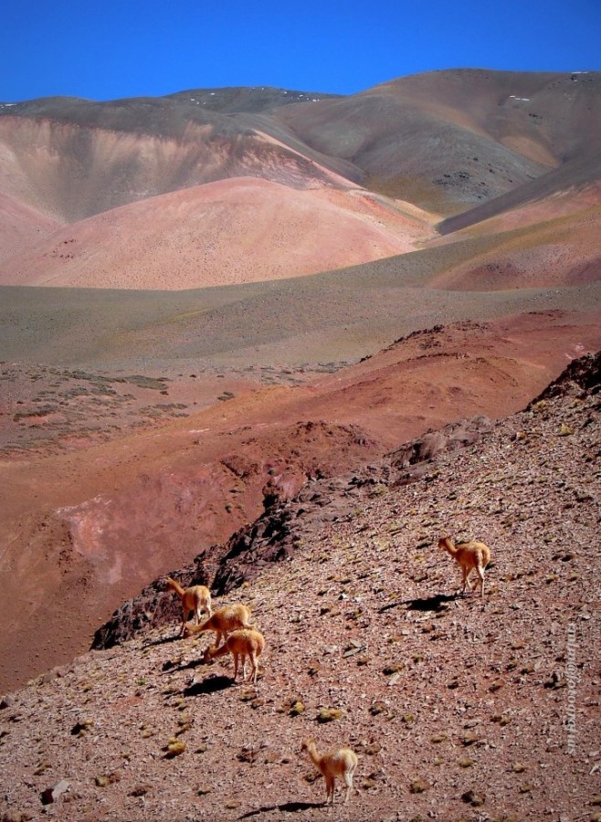 "Habitantes de la Puna" de Ricardo Mximo Lopez Moral