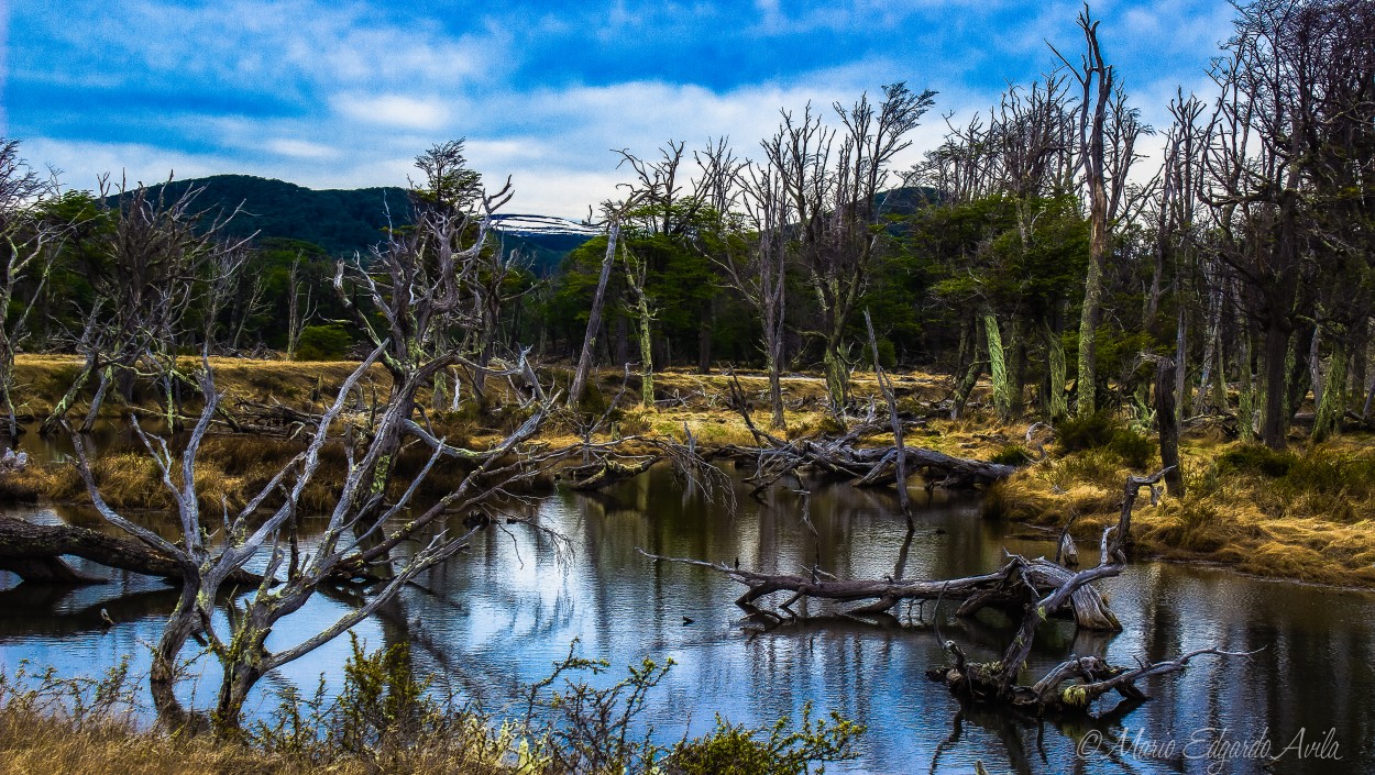 "reflejos" de Mario Edgardo Avila