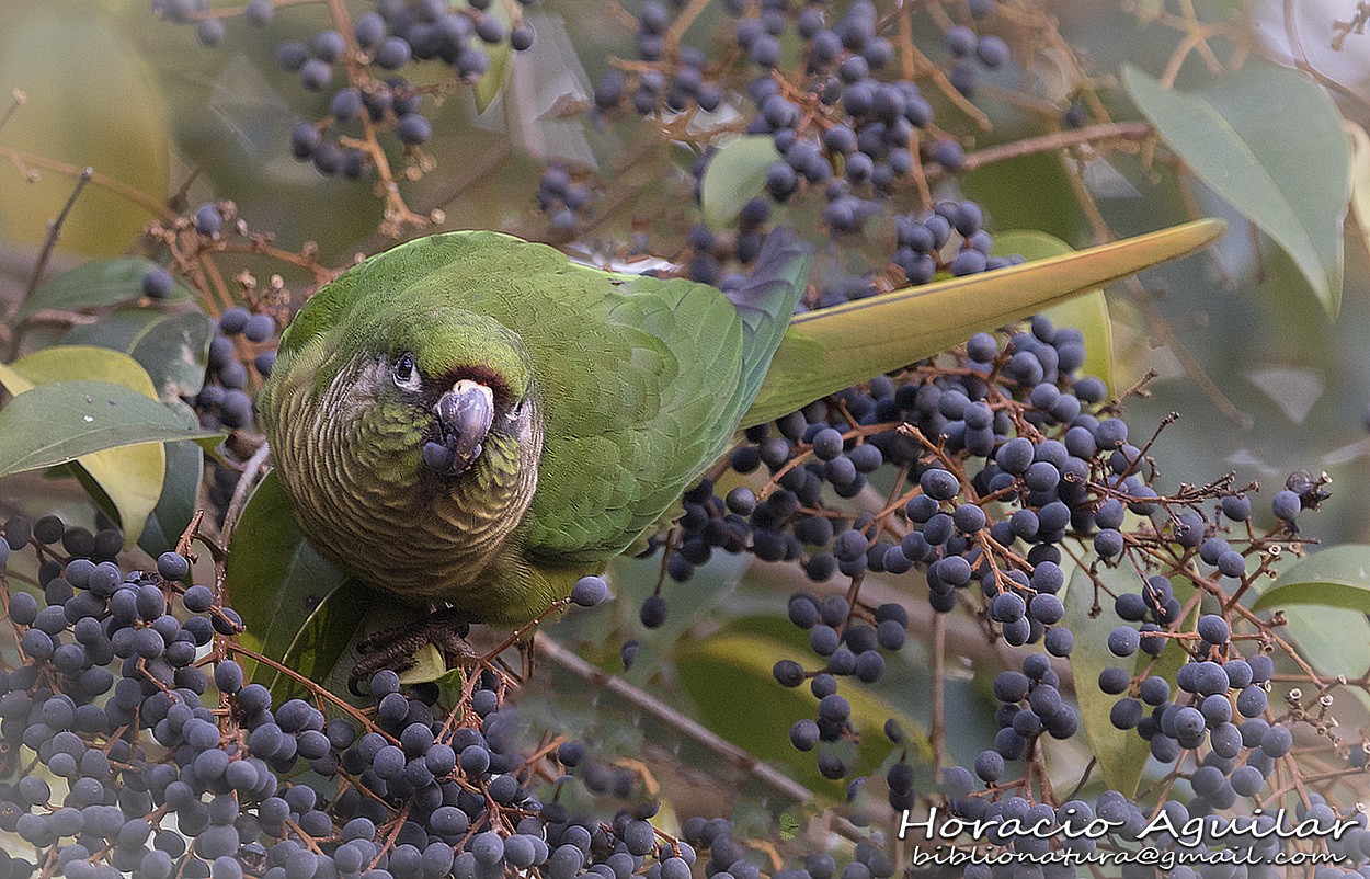 "Mirada de loro" de Horacio Aguilar