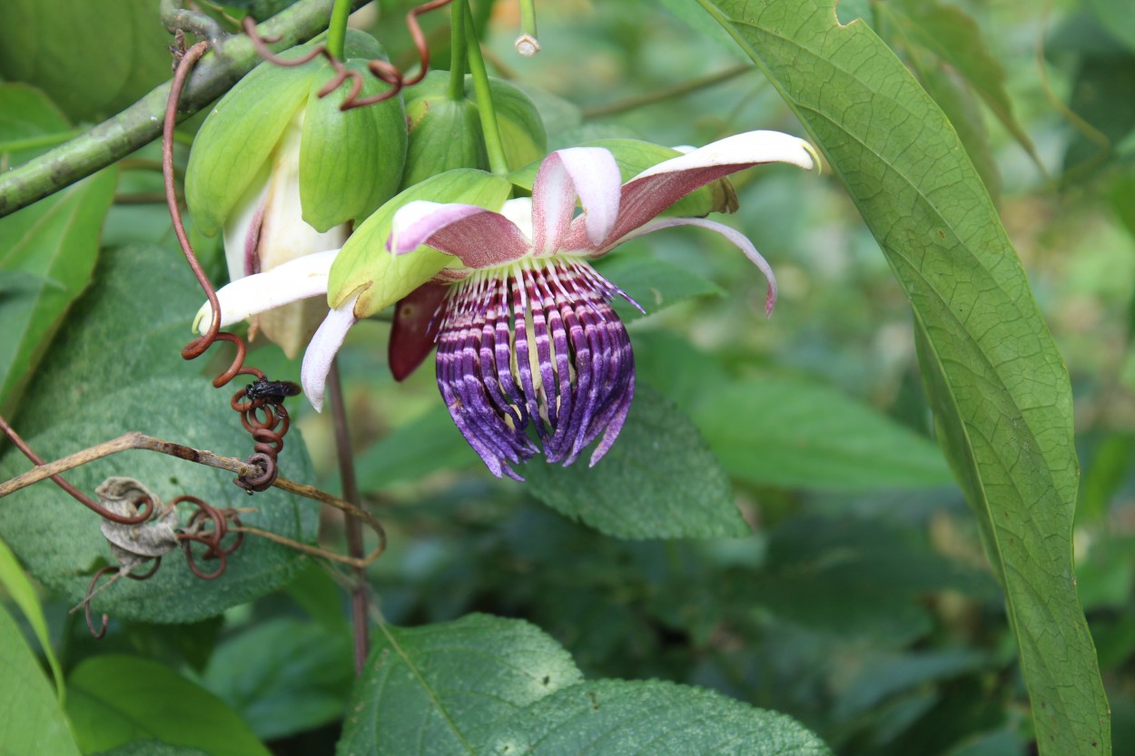 "una flor" de Guillermo Mariano Serruya