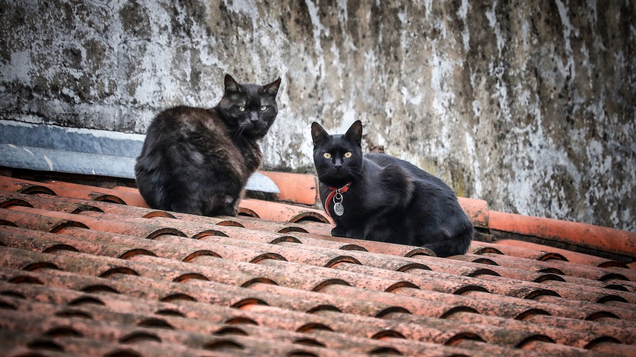 "Gatos en el tejado..." de Juan Carlos Barilari