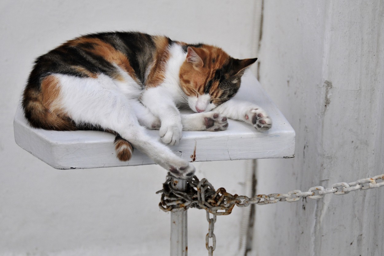 "La siesta" de Emilio Jose Mariel