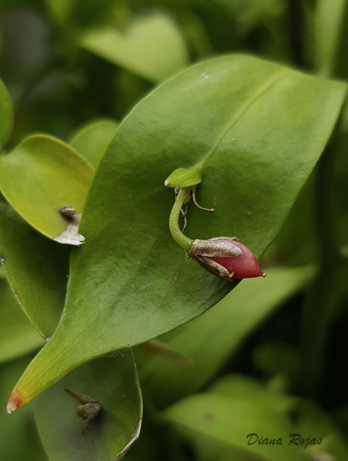 "Strange leaf" de Diana Rojas