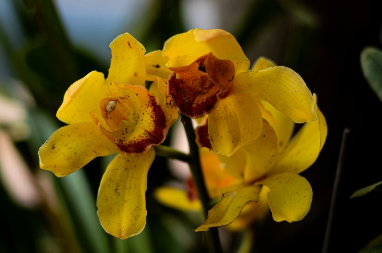 "Adelanto de primavera II : Orqudea" de Esteban Eberle