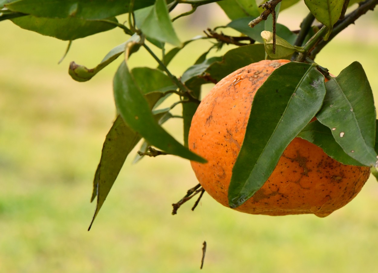 "Fruta madura" de Jose Charles Mengeon