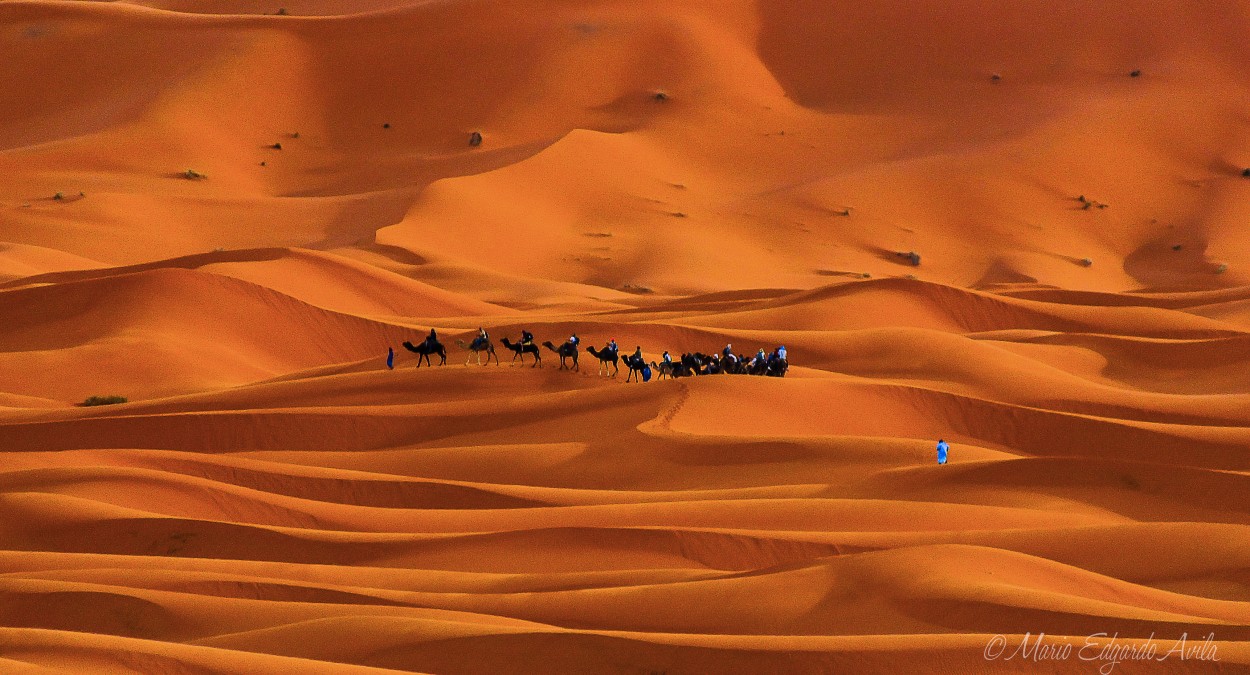 "PASEO POR EL SAHARA EN CAMELLO" de Mario Edgardo Avila