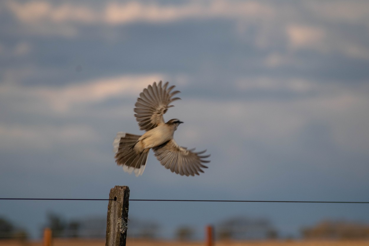 "En vuelo" de Carlos Greco