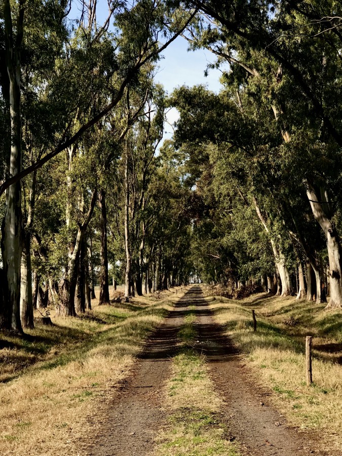 "Caminante no hay camino." de Maria Ines Ferrando