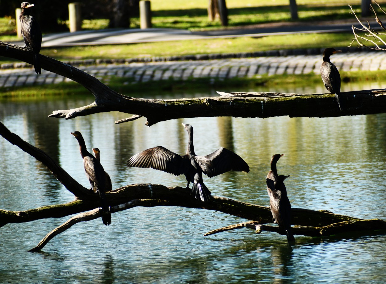 "Reunion de amigos" de Jose Charles Mengeon