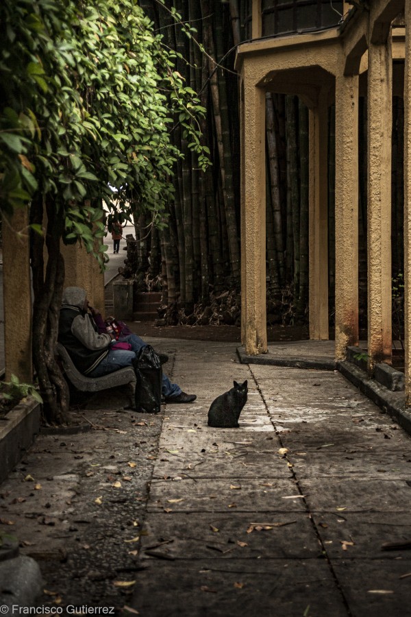 "El gato que esta" de Francisco Gutierrez