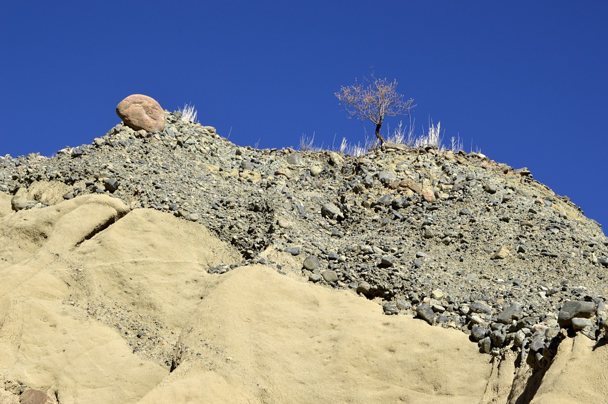 "piedra y arbusto" de Marcos Pedro Escudero