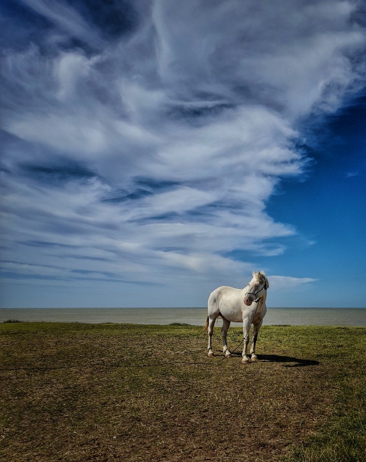 "Minimalismo equino" de Roberto Guillermo Hagemann