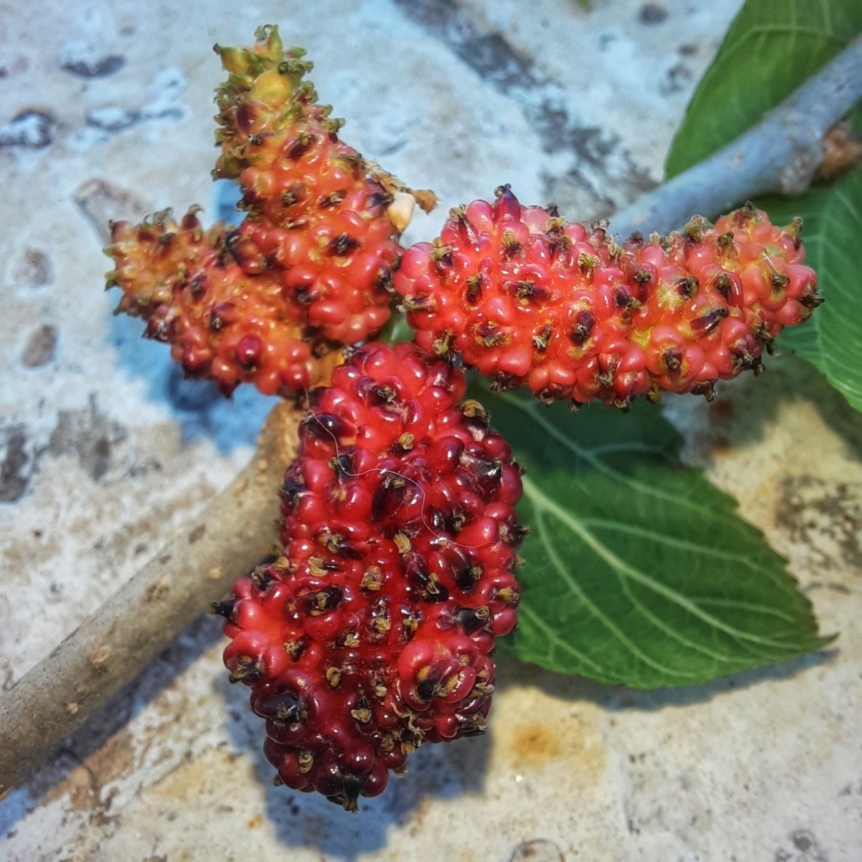 "Moras" de Ana Piris