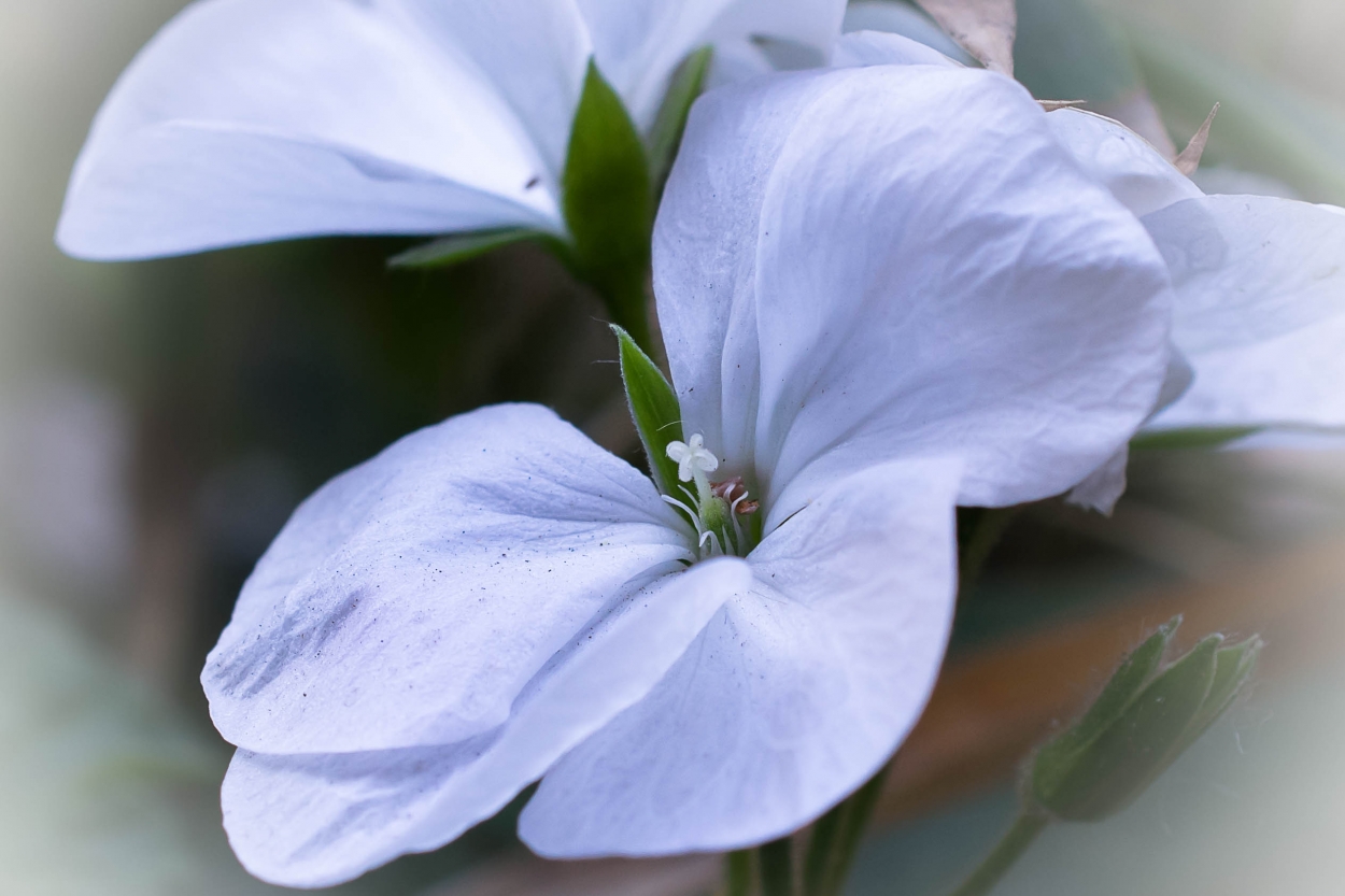 "Blanco" de Hctor Venezia