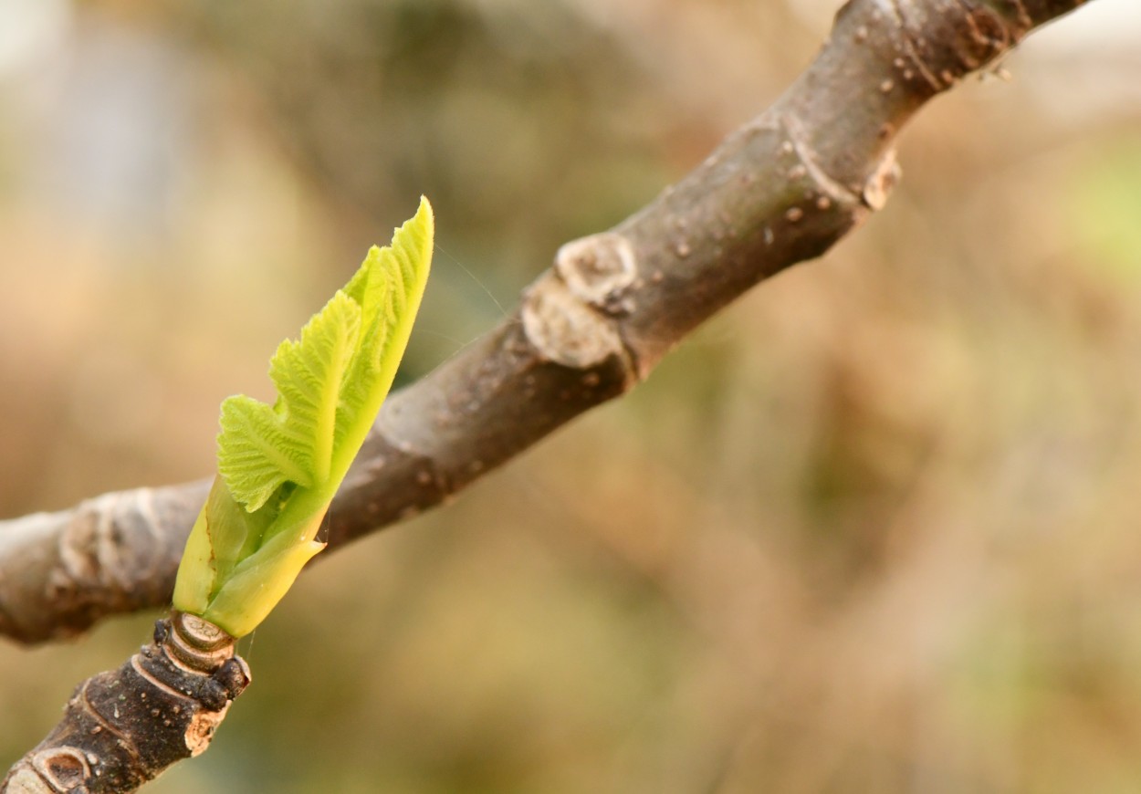 "Brotes verdes" de Jose Charles Mengeon