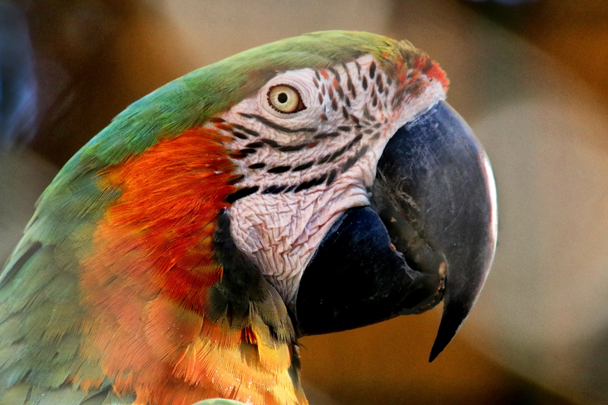 "Guacamayo" de Juan Carlos Barilari