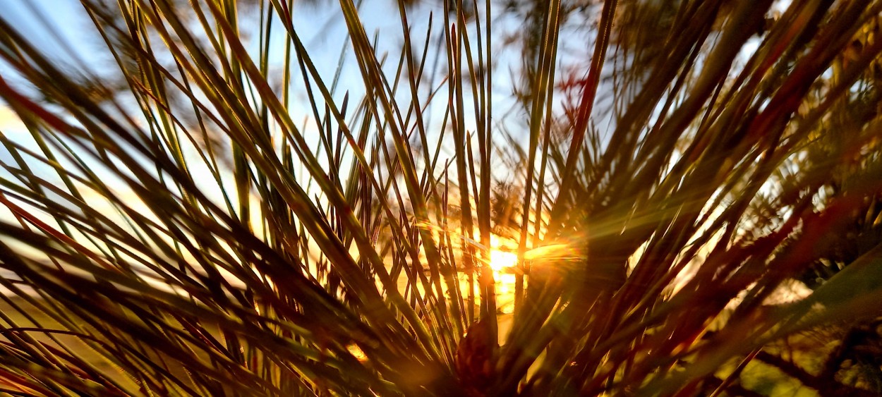 "Pinus" de Patricia Sallete