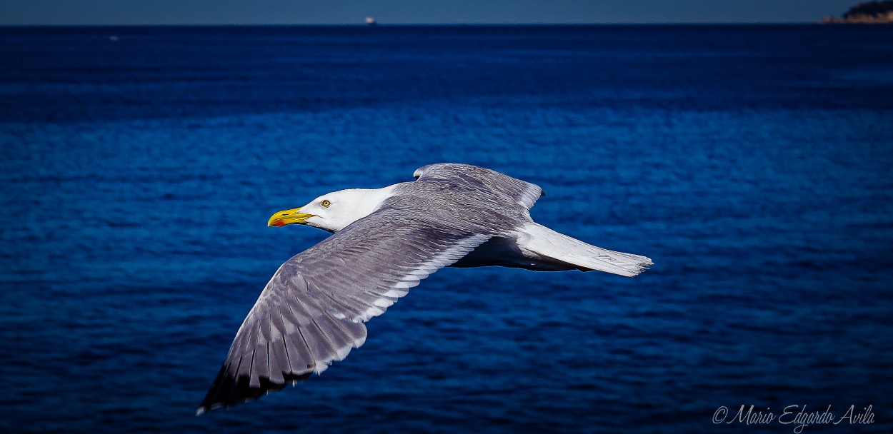 "un vuelo tranquilo" de Mario Edgardo Avila