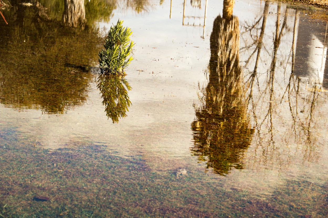 "REFLEJOSSS!!!" de Maria Eugenia Cailly (euge)