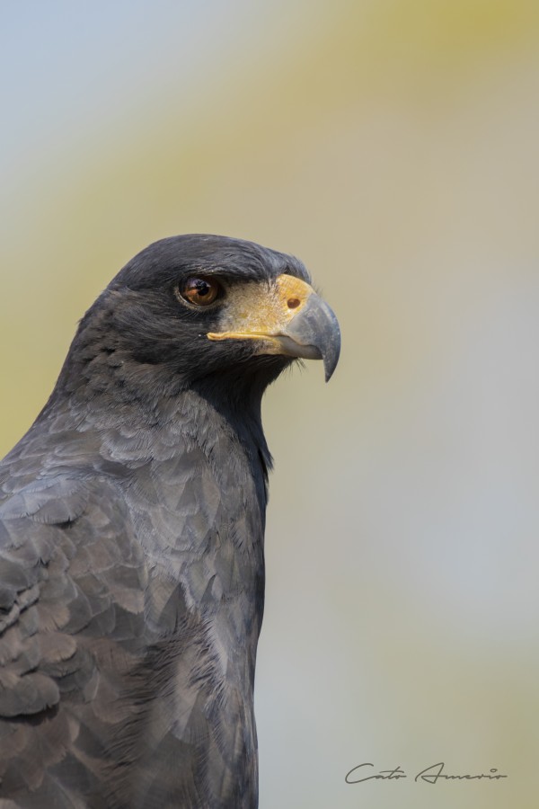 "Aguila Negra 2" de Carlos Amerio (cato)