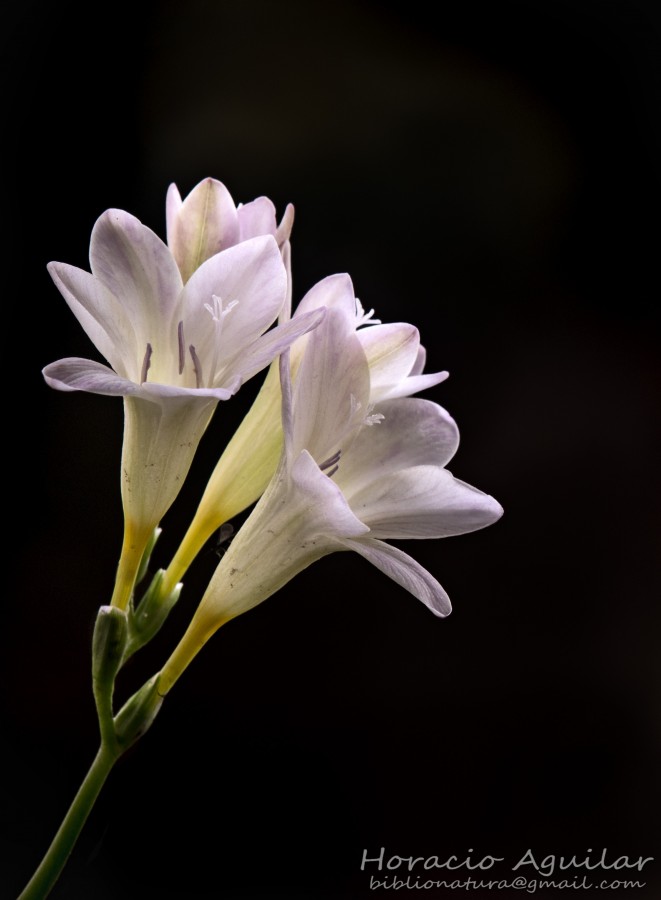 "Perfuma" de Horacio Aguilar