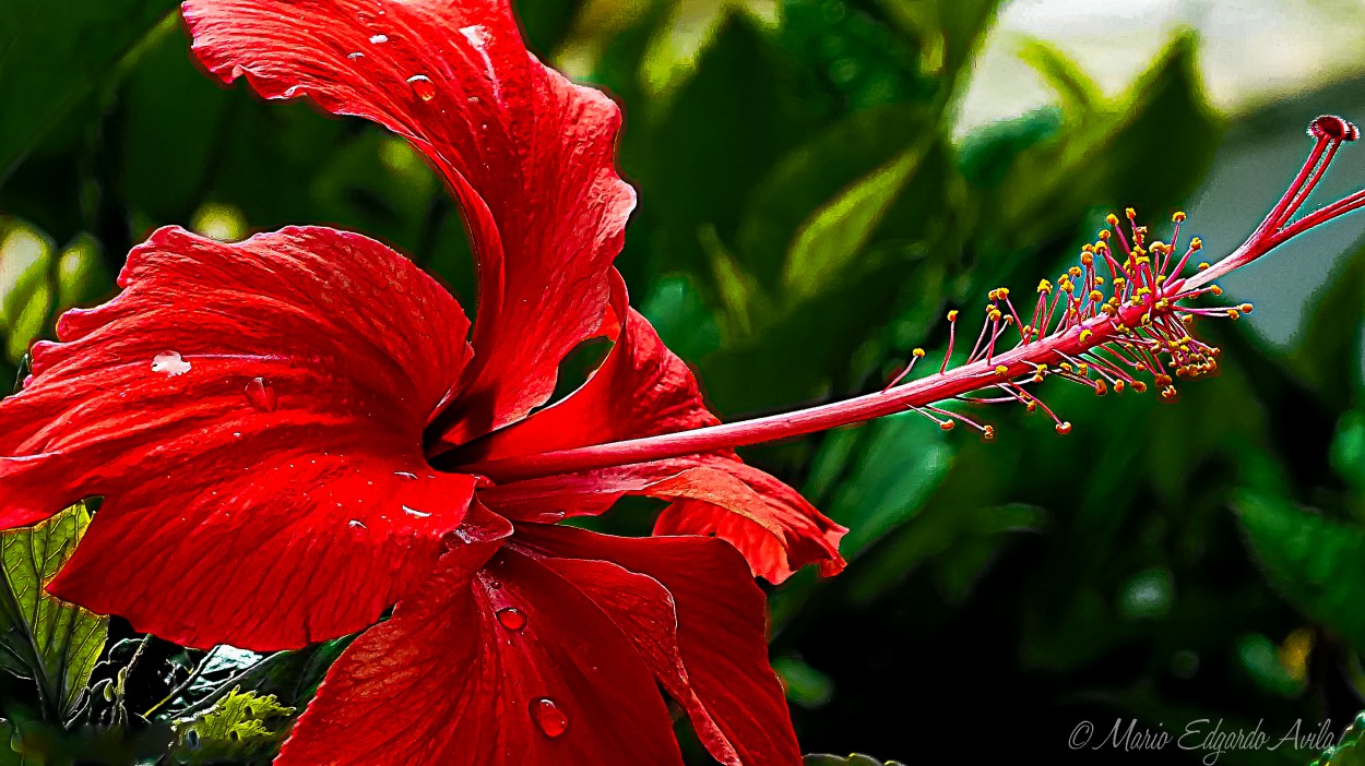 "HIBISCUS TROPICAL" de Mario Edgardo Avila