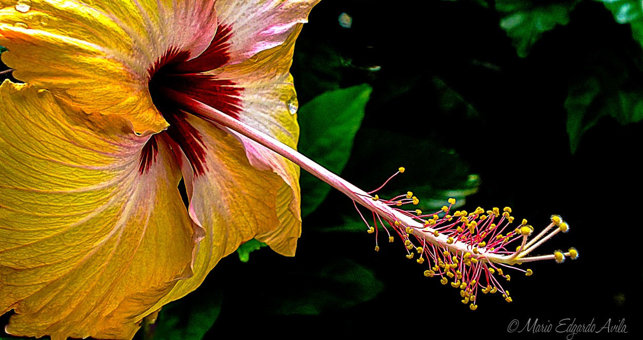 "HIBISCUS HAWAIANO" de Mario Edgardo Avila