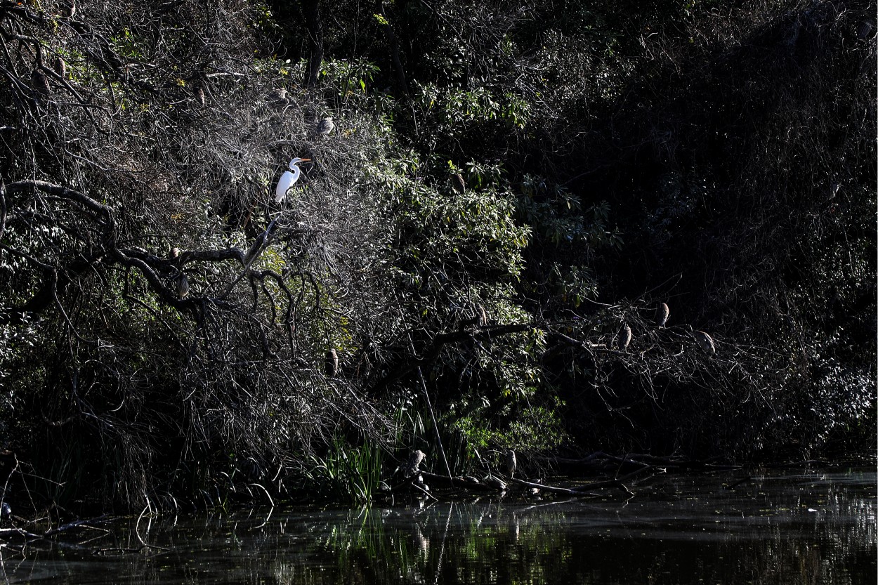 "En el pantano" de Juan Carlos Barilari