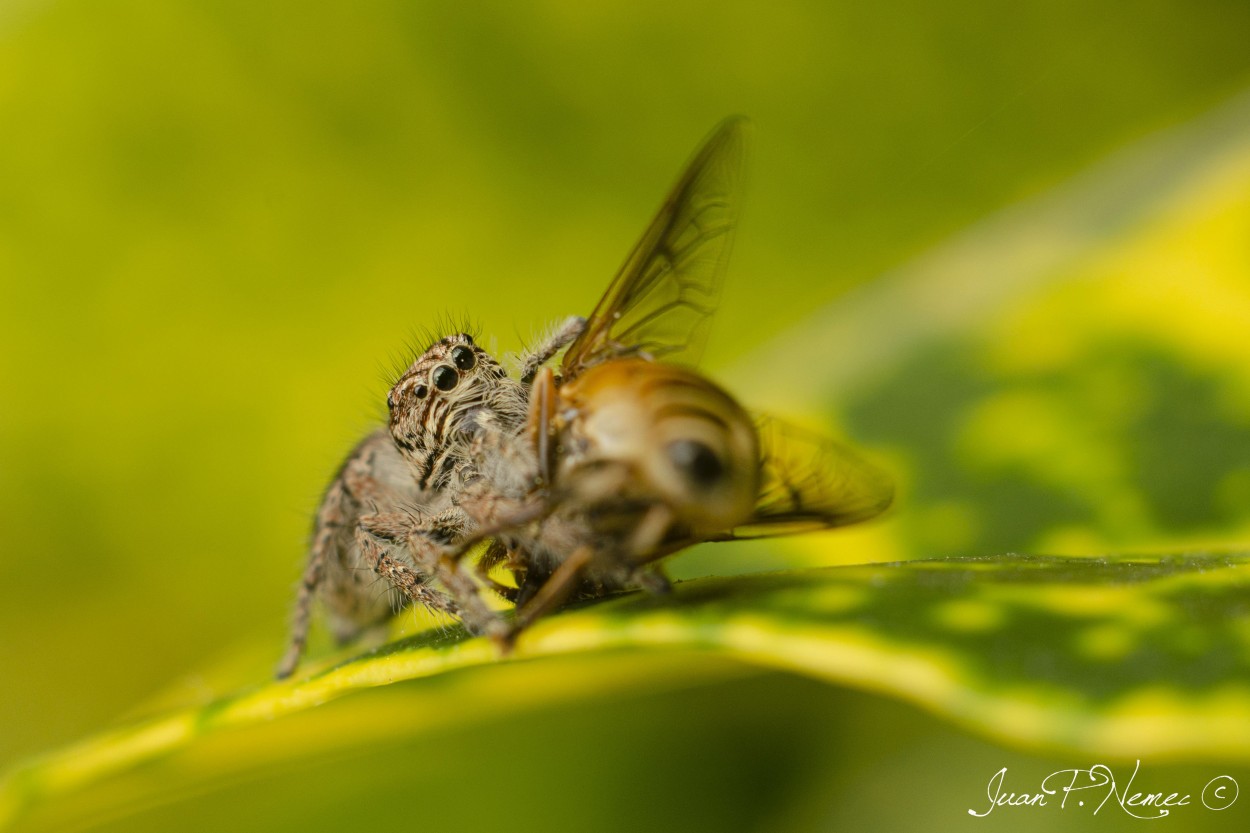 "Cacera pica" de Juan P. Nemec