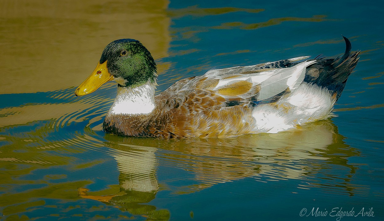 "PATO ROUEN" de Mario Edgardo Avila